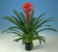 /album/fotogaleria-guzmania/images-4-jpg/